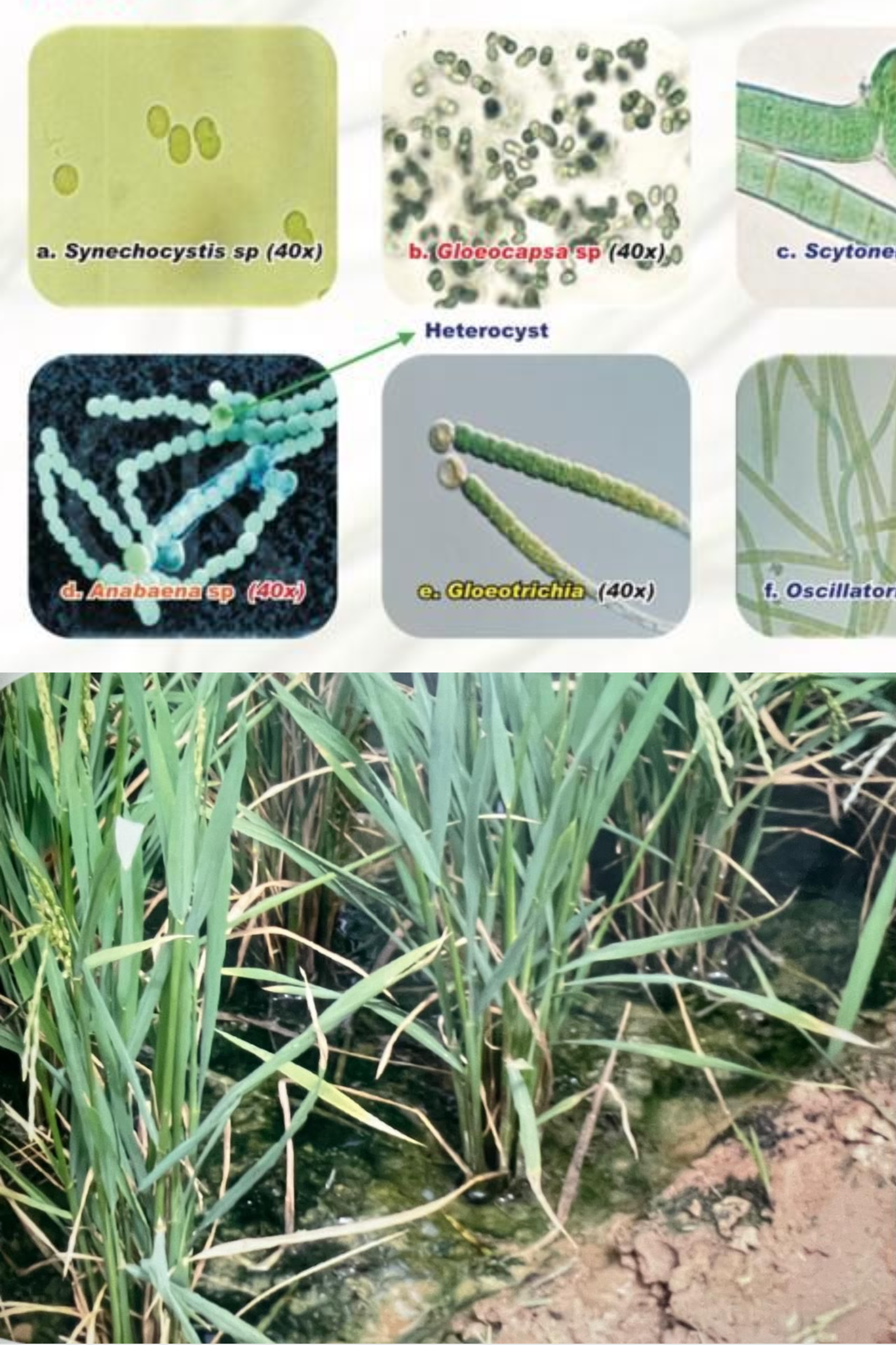 Cyanobacterial Biofertilizers for Sustainable Agriculture