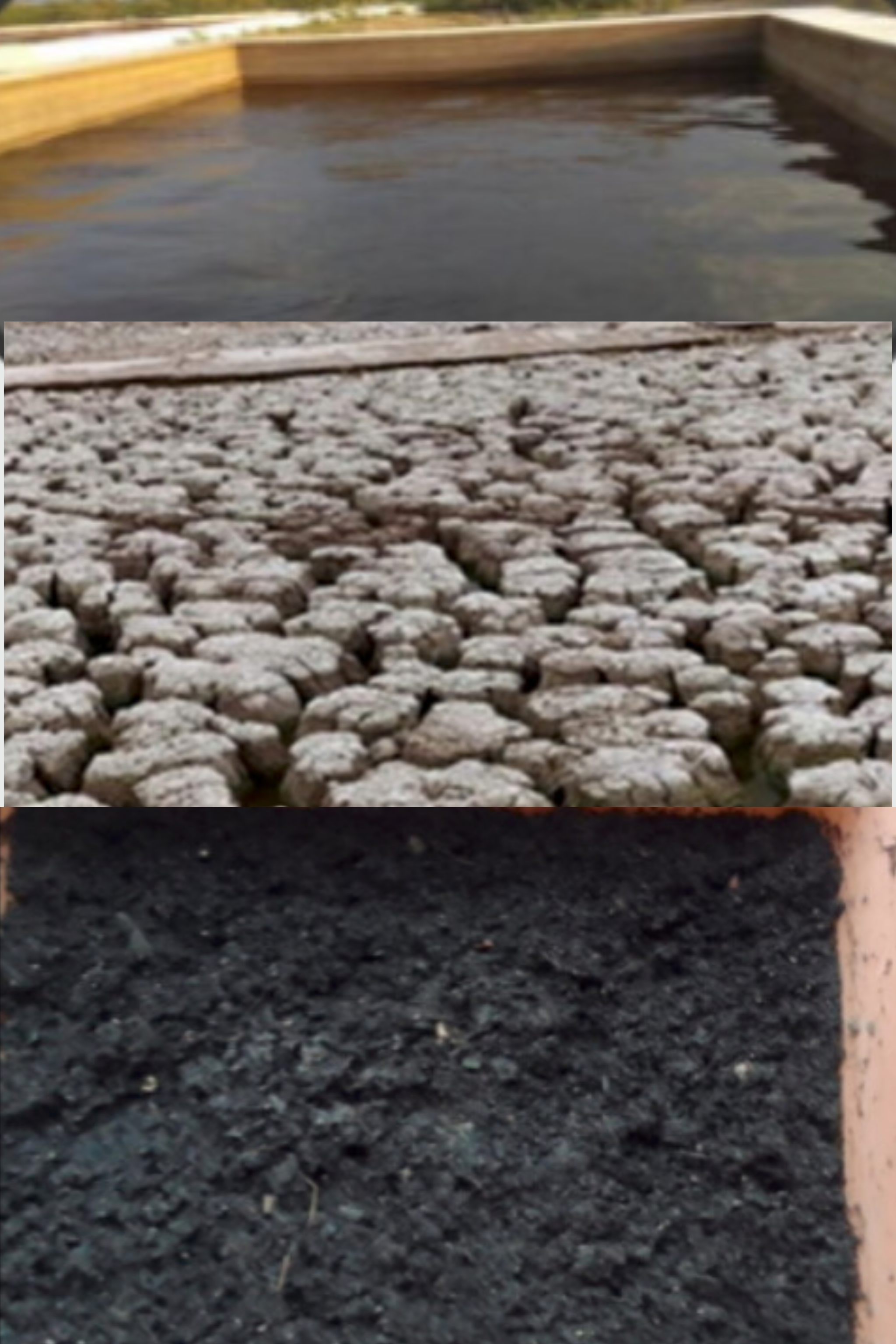 Bioremediation of Tannery Effluents Using Cyanobacteria & Bacteria