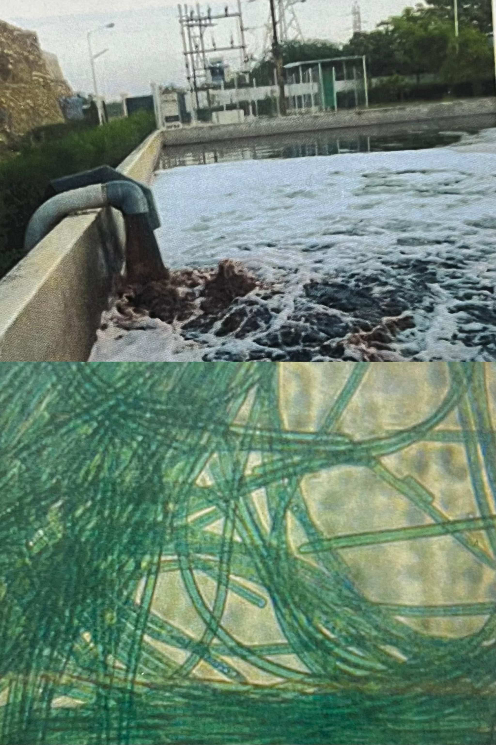 Textile Wastewater Treatment with Cyanobacteria and Coir Pith