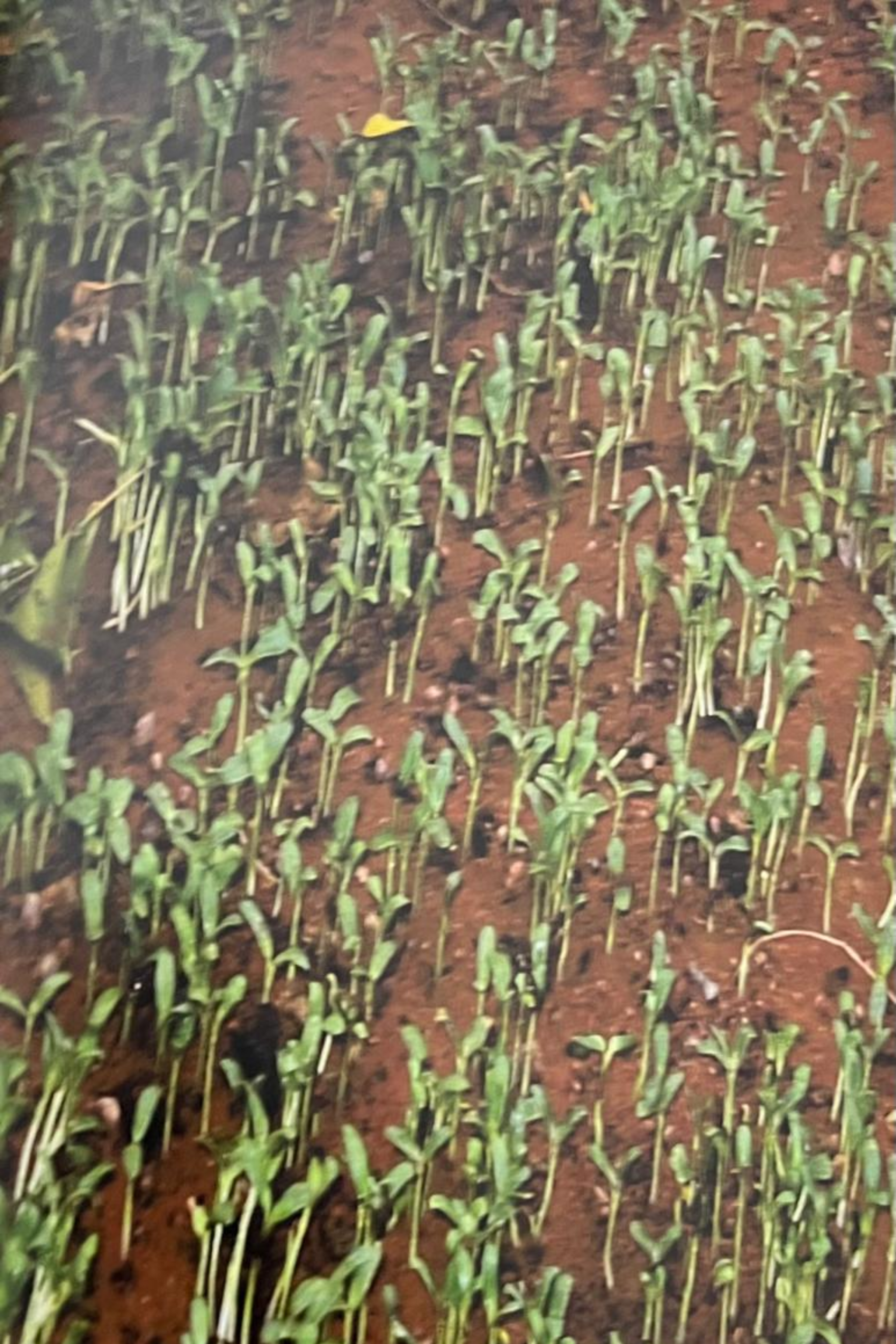 Impact of Cyanobacterial Biofertilizers on Seed Germination