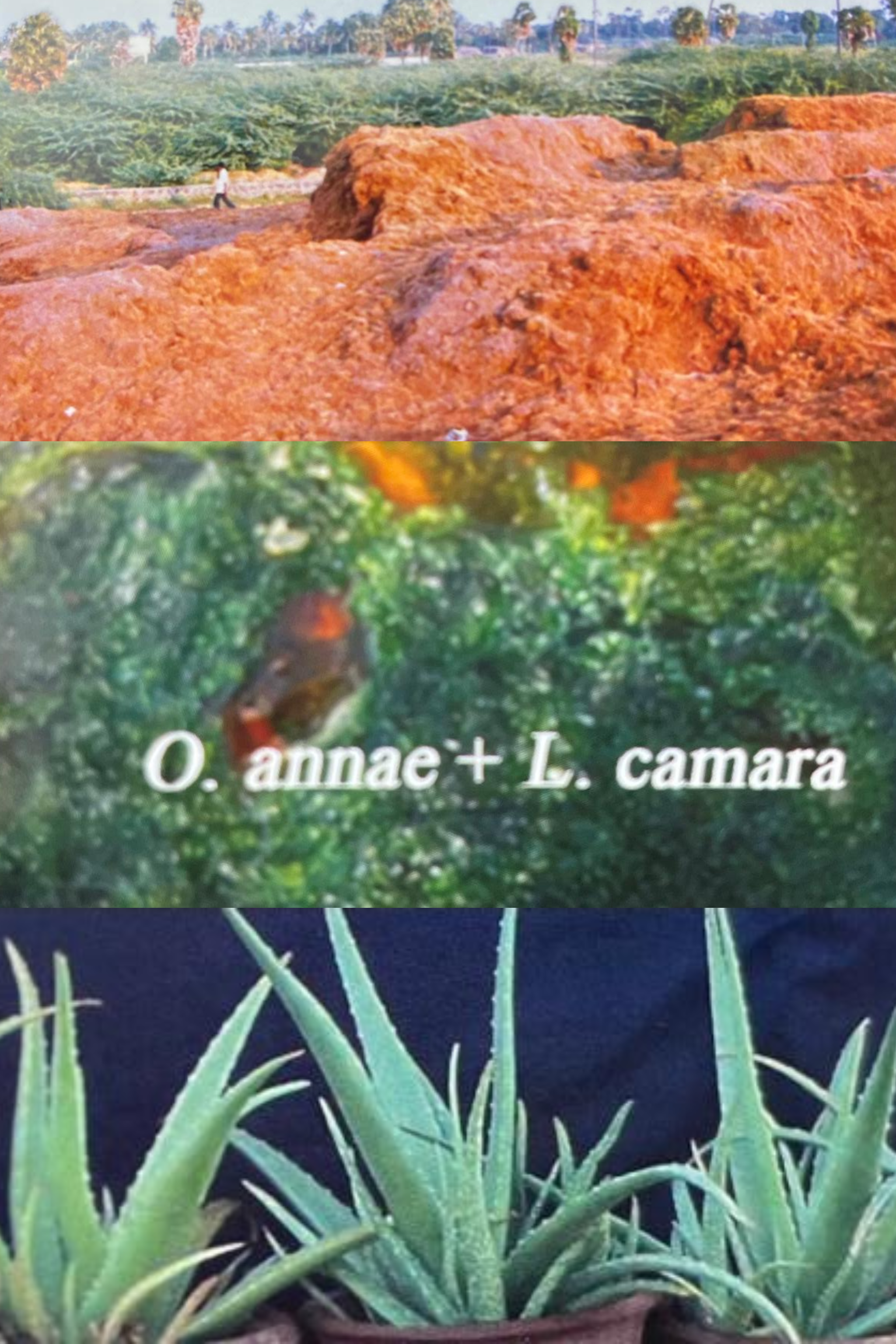 Coir Pith-Based Biofertilizer Formulation and Application